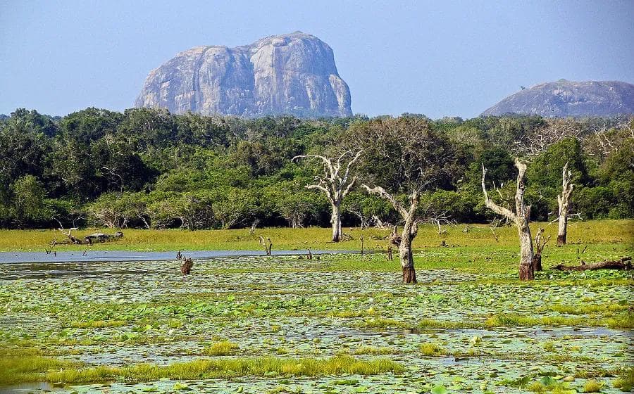 Savoir-Faire Trophy 2026